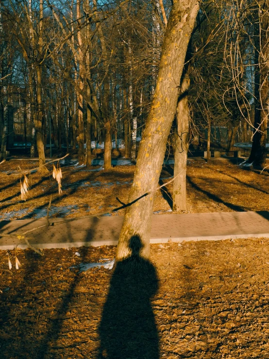 shadow of a person near a tree and some animals