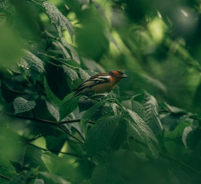 a brown bird with a red  sitting on green leaves