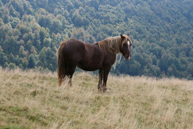 a brown horse with blonde mane standing in a grassy field