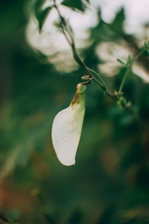 the white flower is very large and thin