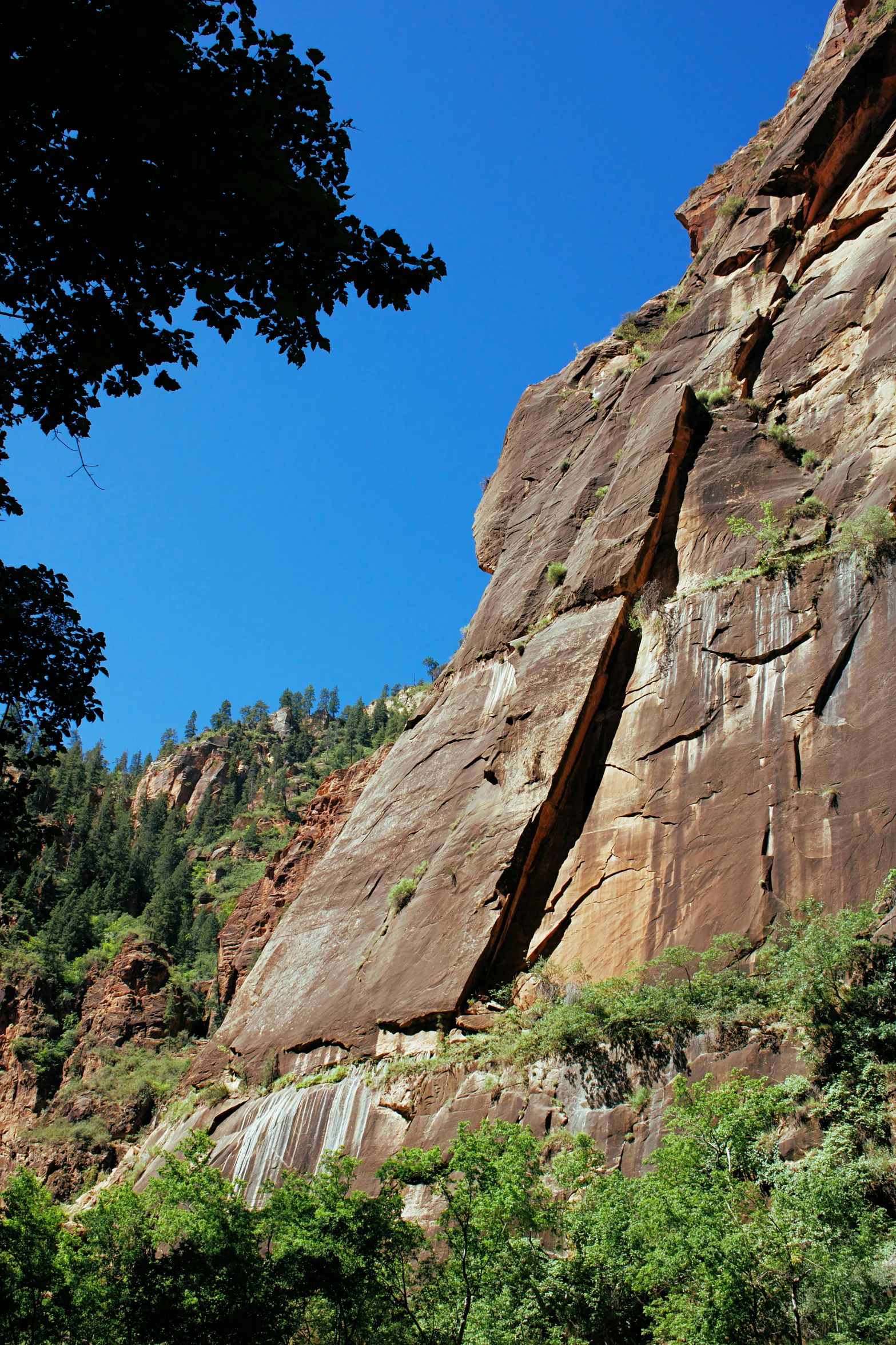 there is a tree and some rocks with trees on them