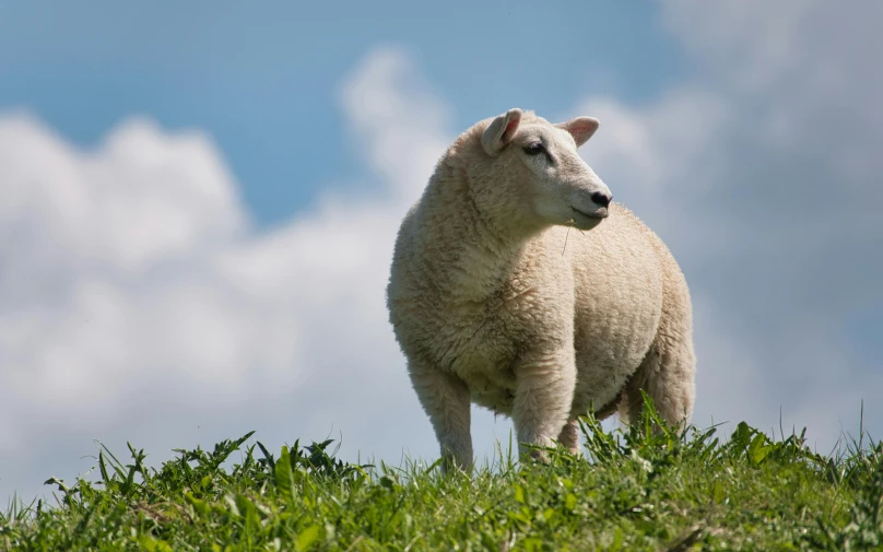 there is a lamb standing on the grass