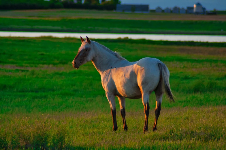 a horse is looking at soing in the distance