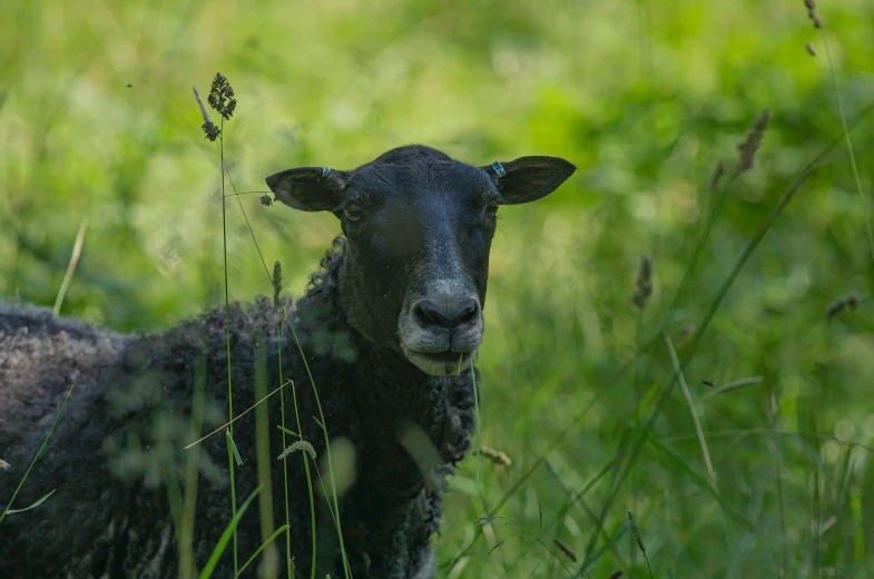 a black lamb in the grass, taken from back to back