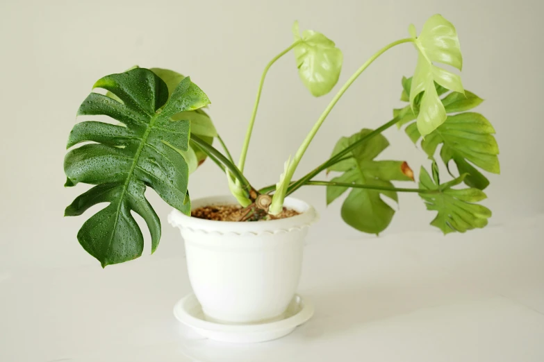 a close up of a plant in a pot