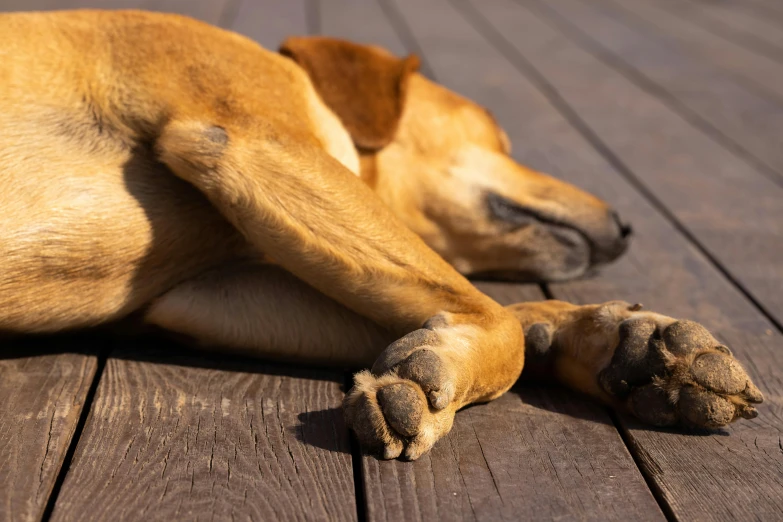 a dog lays on the boardwalk and sleeps