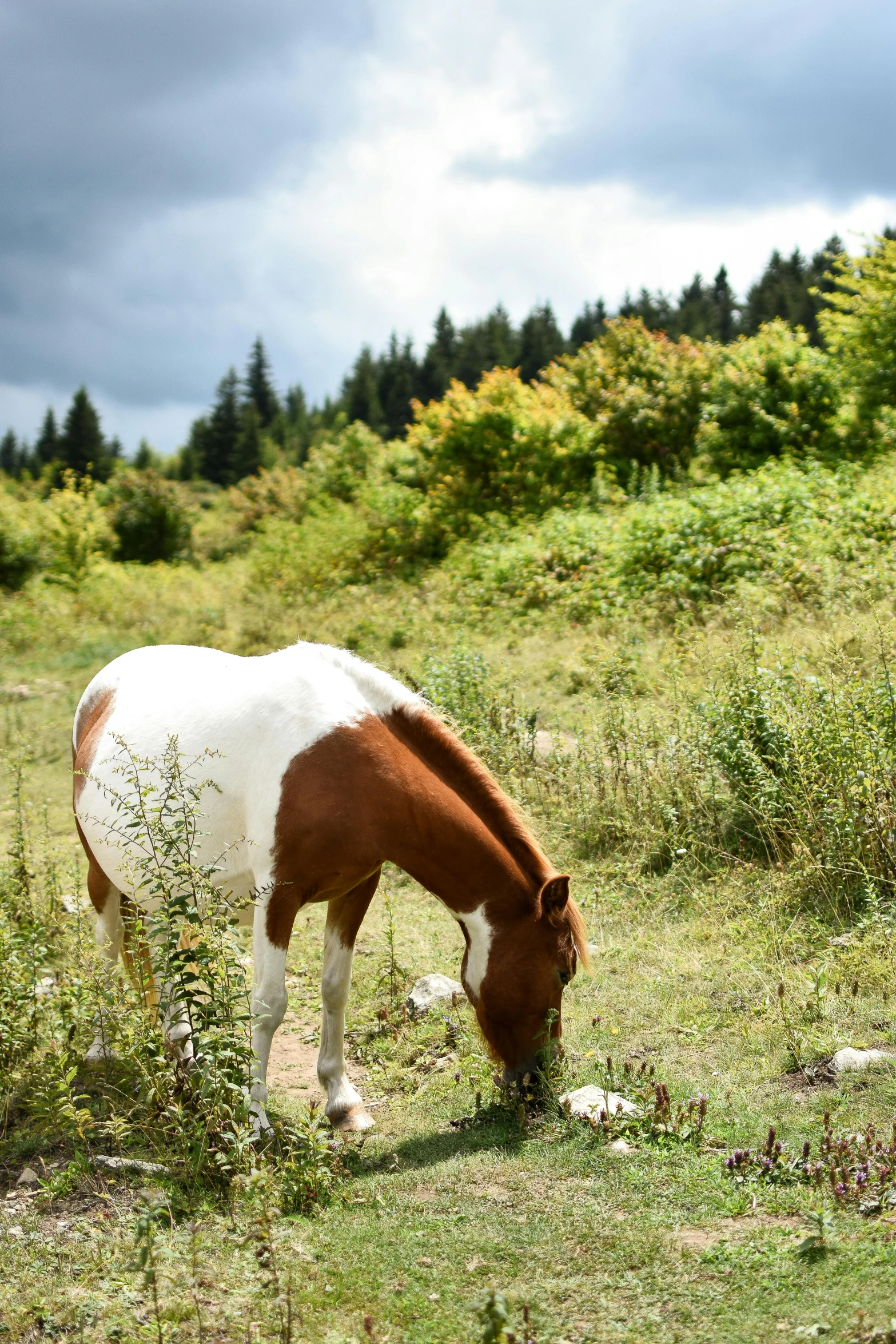 brown and white horse in grassy field eating