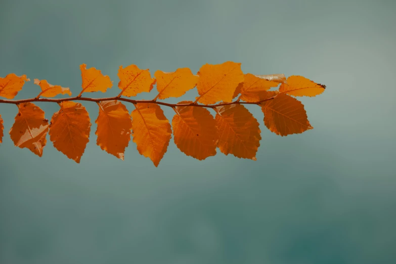 orange and yellow leaves against a blue sky