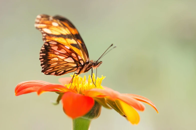 a erfly sits on top of an orange flower