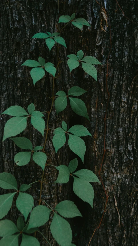 a tree trunk that has some leaves on it