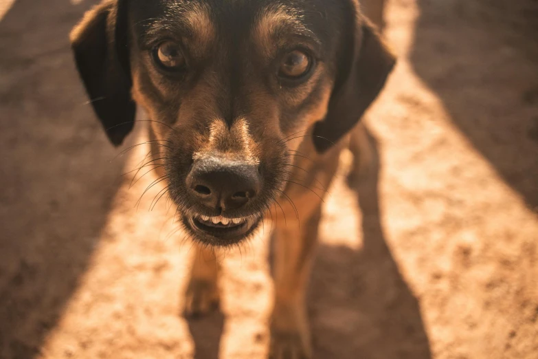 a dog is in the sun while it looks down