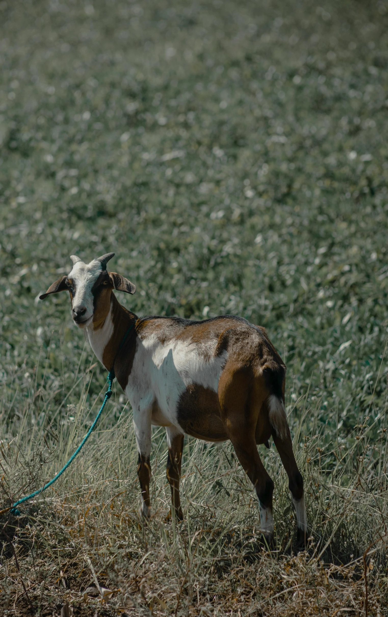 a goat tied up in a grassy field