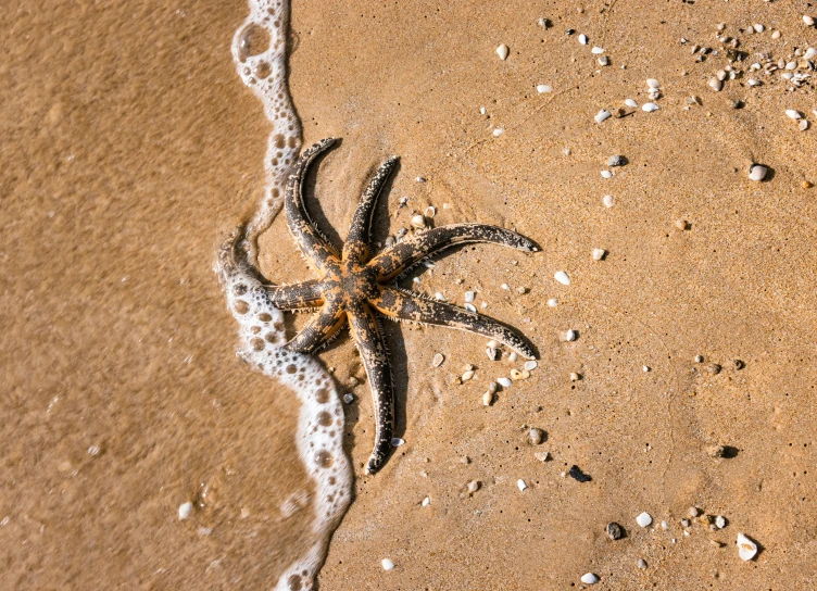 there is a large brown and white starfish on the sand