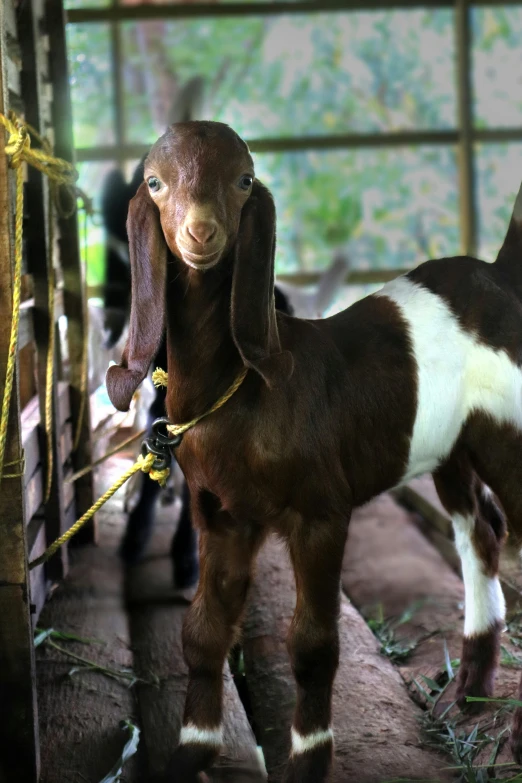 two goats in their pen with a rope tied around them