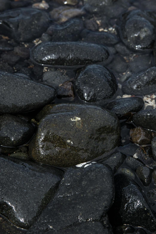 black rocks and shells sitting on top of each other