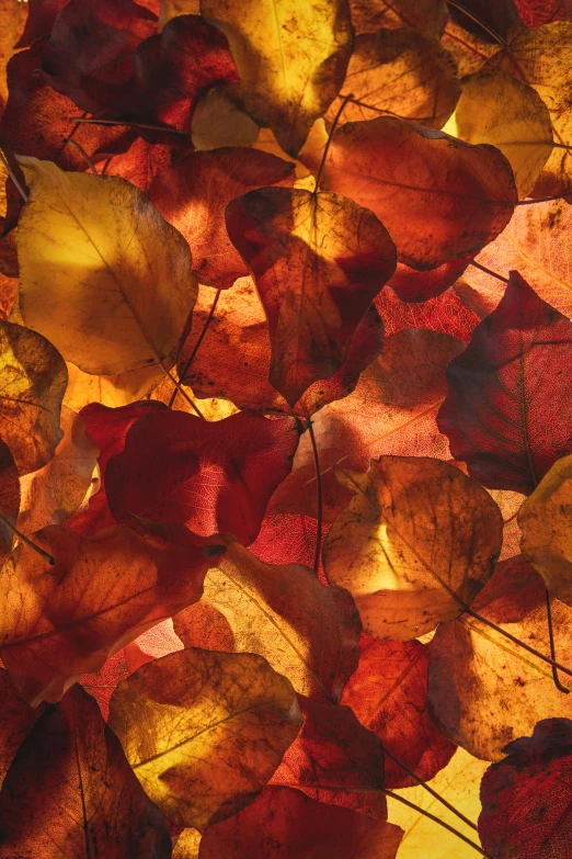 a pile of red and yellow leaves on top of a tree