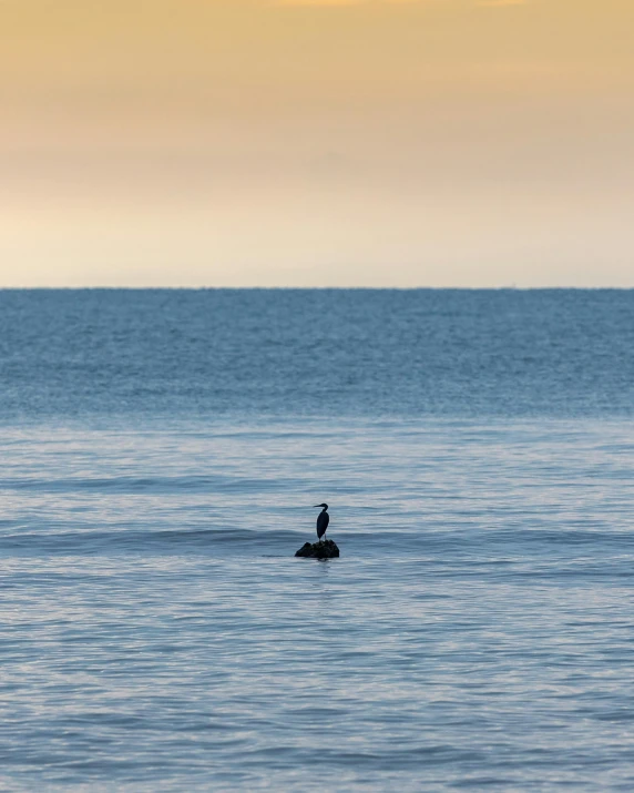 a bird sitting on top of an ocean on top of a rock