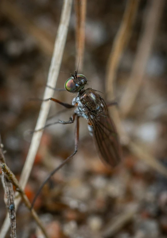 a close up po of the eyes of an insect