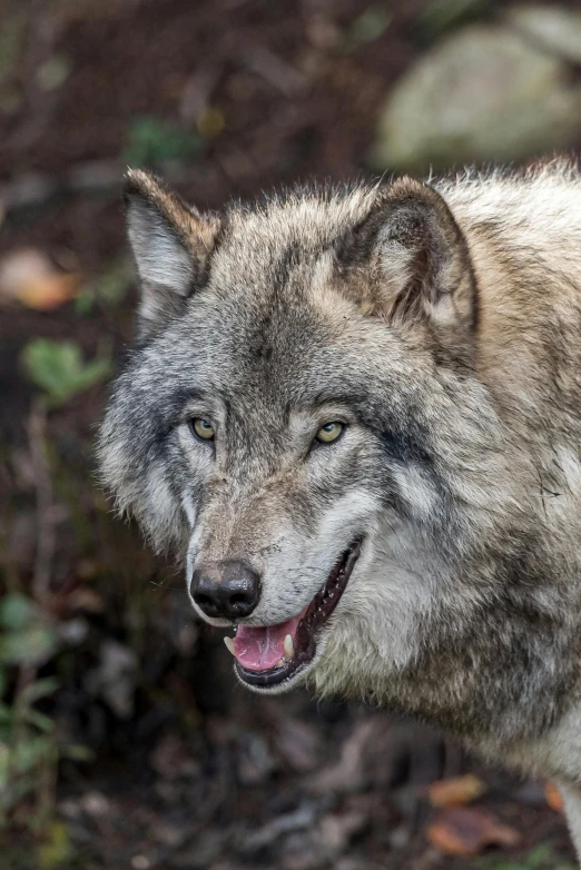 a close - up of a grey wolf's face and chest