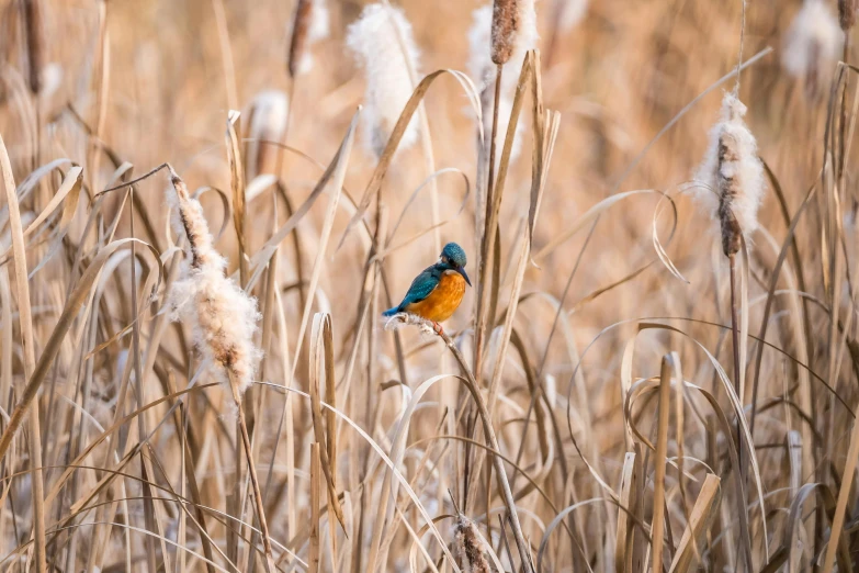 a small blue bird perched on top of tall dry grass