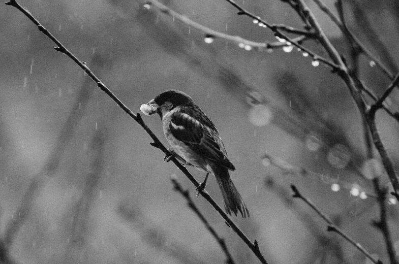 a black and white po of a bird sitting on a tree