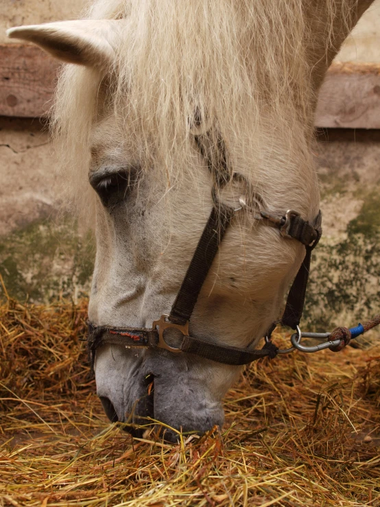 the horse has long manes on its head