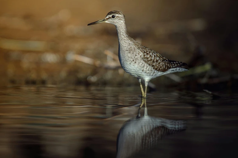 a bird that is standing in the water