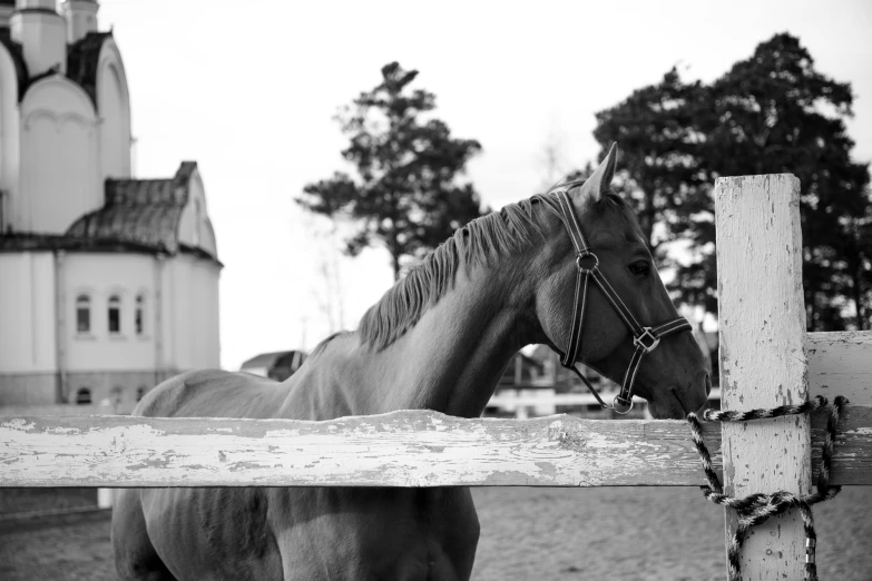 a brown horse standing next to a wooden fence