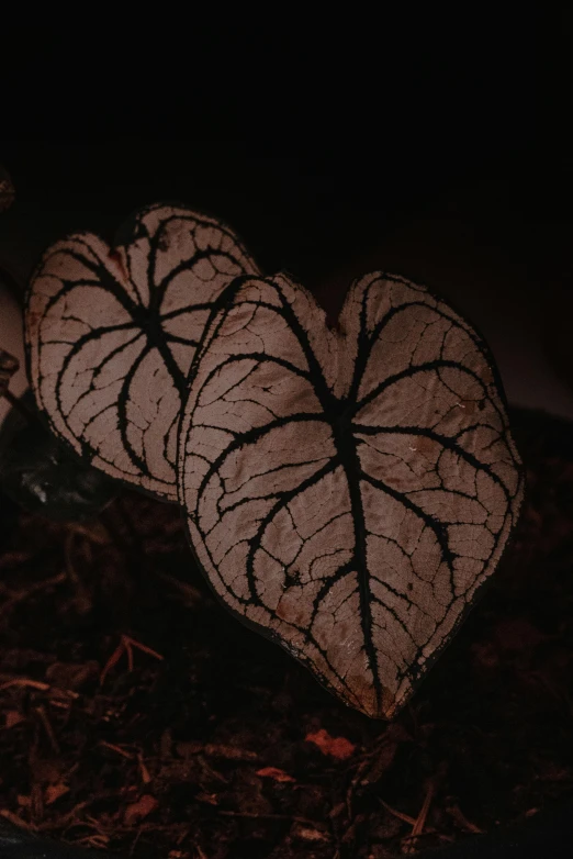 three white hearts shaped in the dark are sitting