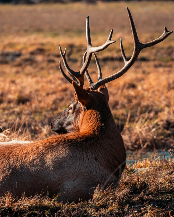 a deer lying down in a grassy area