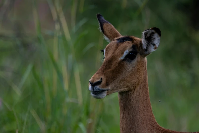 an antelope is standing by some grass