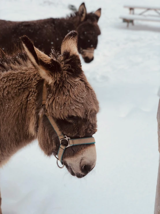 a close up of two donkeys in the snow