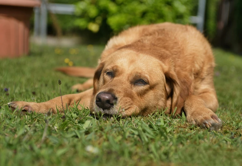 a yellow dog laying in the grass outside