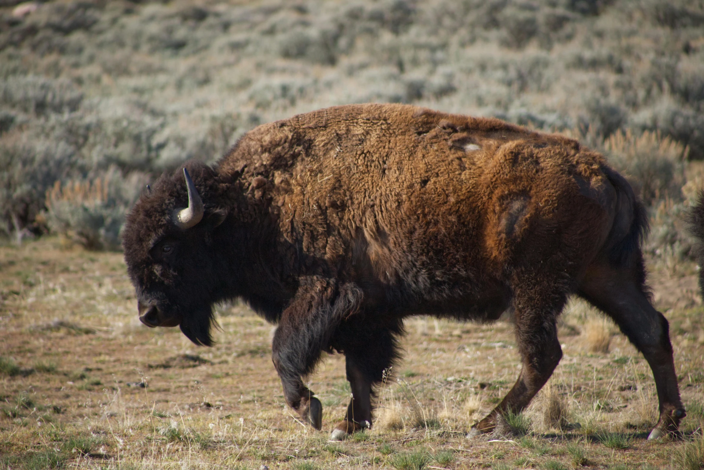 a large brown bison standing in the middle of a grassy field