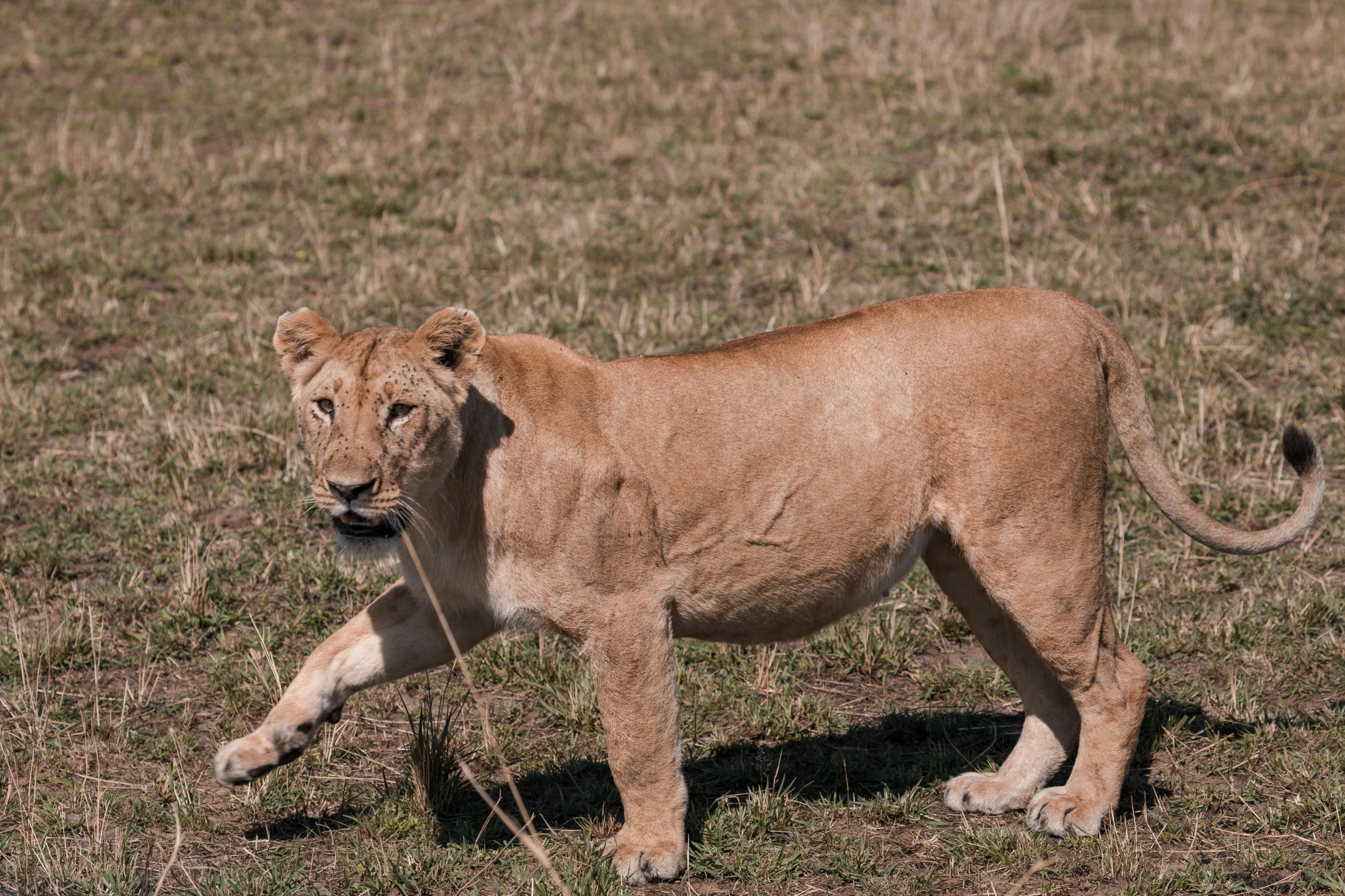 a close up of a small baby lion walking on a grass field