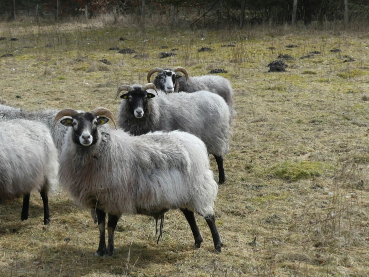 a herd of white sheep in an open grassy field