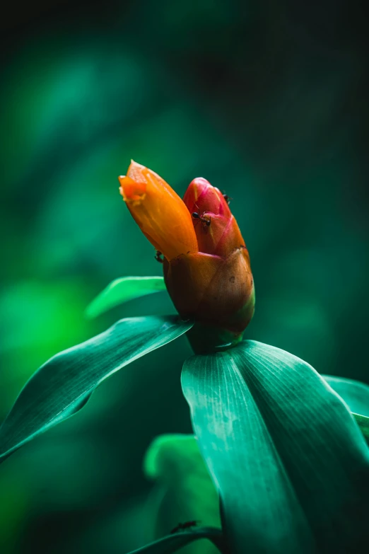 the flower bud on a tall, green plant looks like it has just opened