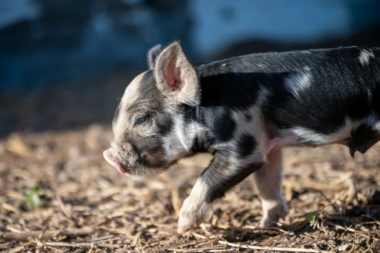 the small pig has black spots and black fur on its body