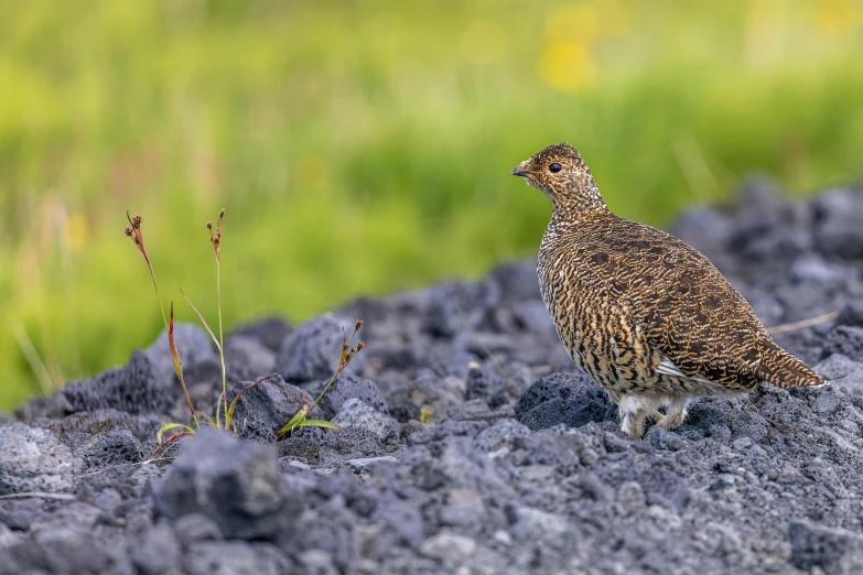 a small brown and white bird standing on the rocks