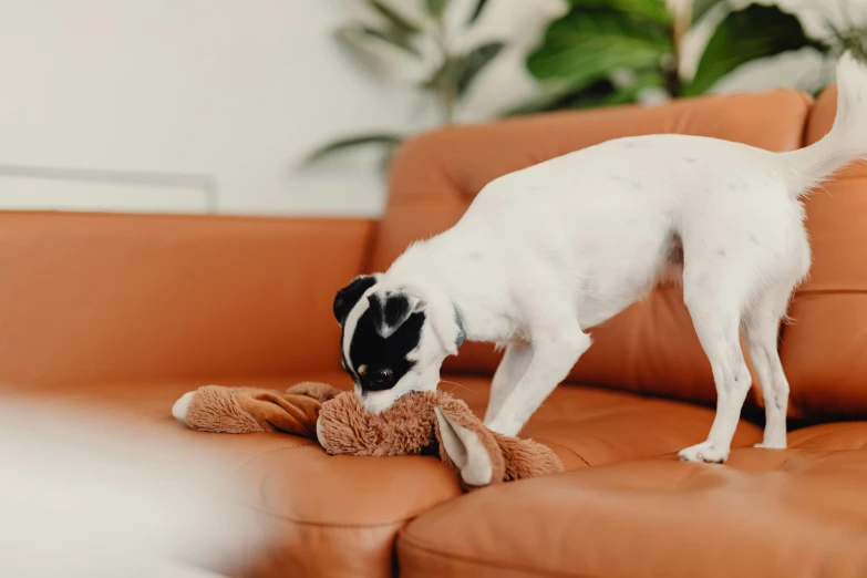 a white dog on the couch playing with a stuffed animal