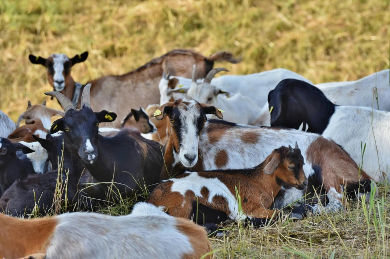 the herd of goats are lying in the grass