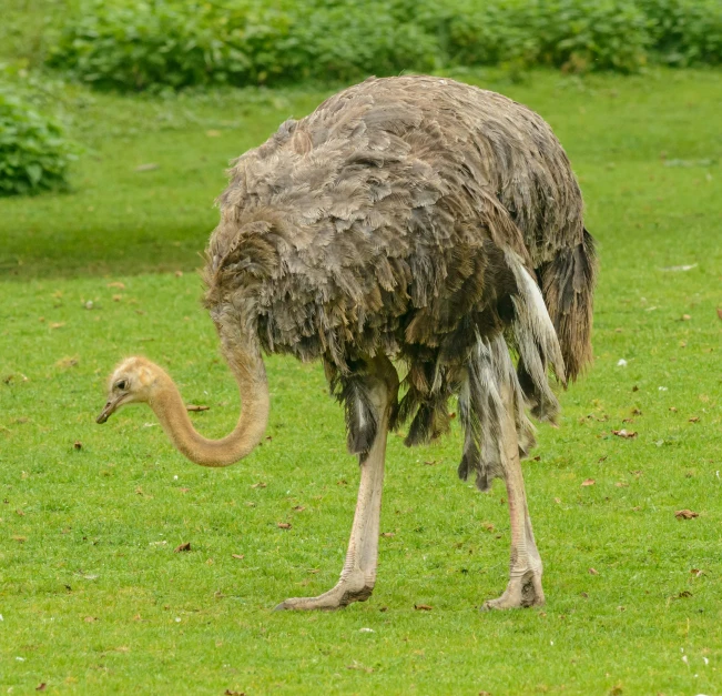 an ostrich and its baby in the grass