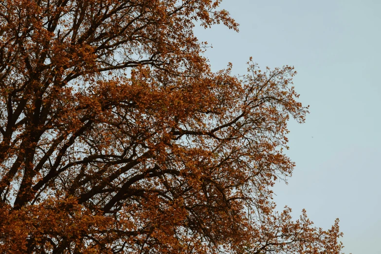 the clock is on the side of the tree