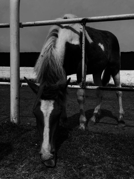 the two horses are standing next to each other