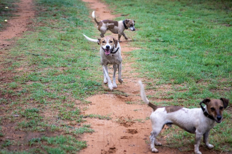 two dogs on a dirt road running toward the camera