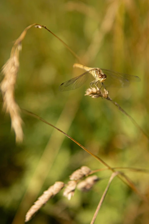 a small dragon flys above a long grass flower