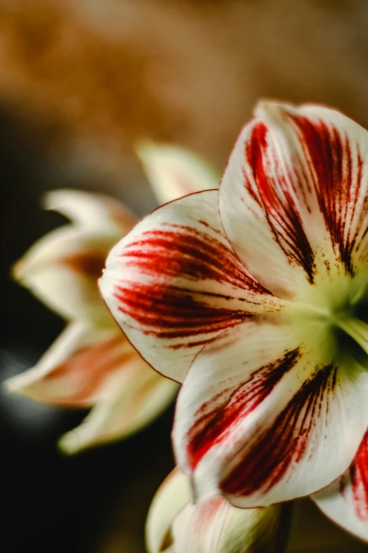 red and white flowers are placed next to each other