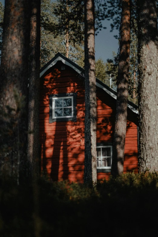 the cabin is surrounded by the tall trees