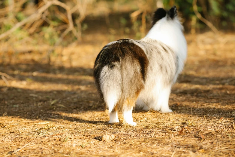 a dog in a field looking back