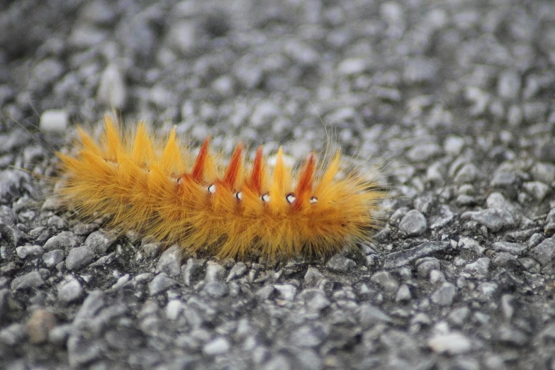 a small orange object on pavement